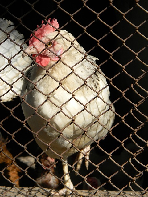 在国内市场 在国内市场